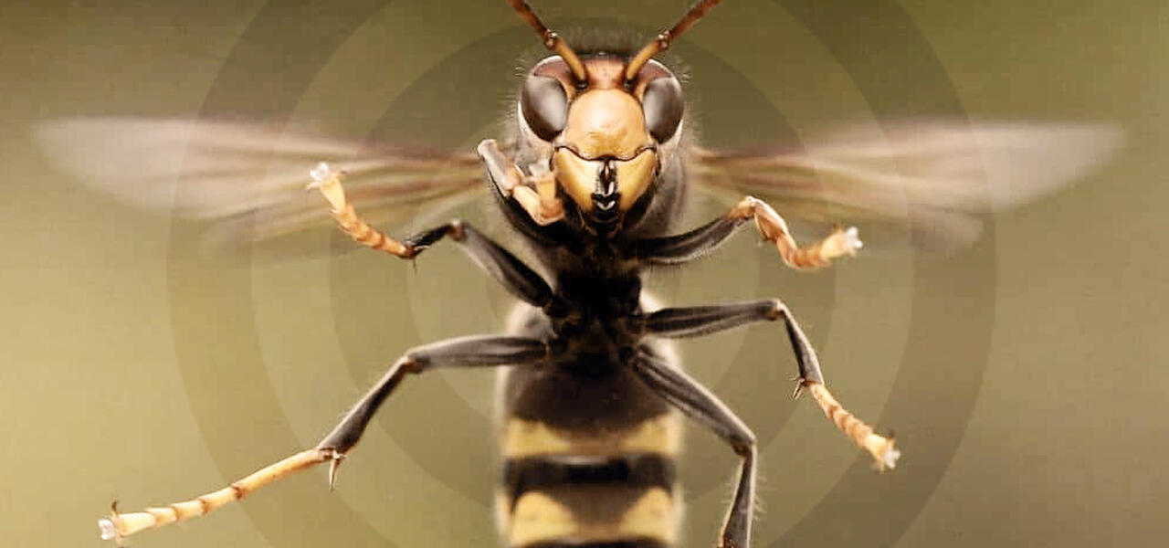 Frelon asiatique : participez à la lutte ! Frelon asiatique : participez à la lutte !